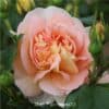 Роза чайно-гибридная Amélie Nothomb. Амели Нотомб. Делбар.