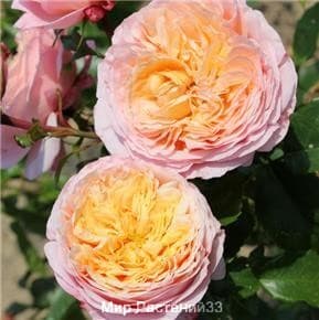 Роза флорибунда Domaine de Chantilly. Домен де Шанти. Делбар.