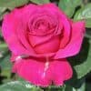 Роза чайно-гибридная Lancôme. Ланком. Делбар.