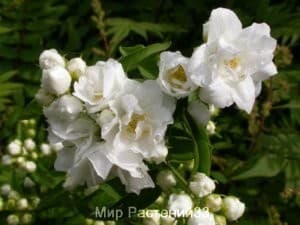 Чубушник гибридный Букет Бланк (Bouquet Blanc)