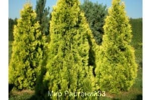 Туя западная Голден Брабант (Golden Brabant)