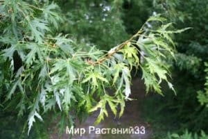 Клён серебристый (saccharinum)
