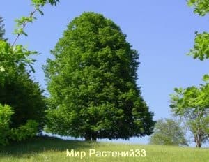 Липа сердцевидная (cordata)