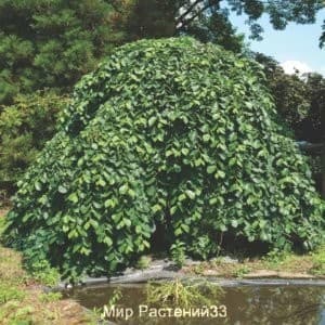Вяз шершавый (Pendula)