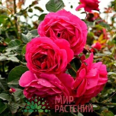 Розы российской селекции