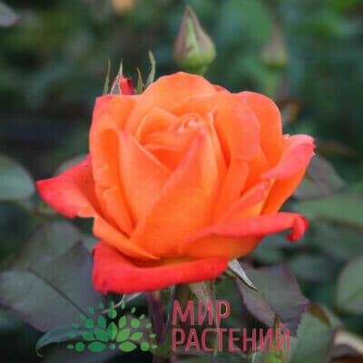 Российские чайно-гибридные розы