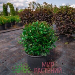 кизильник блестящий
