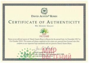 Сертификат David Austin
