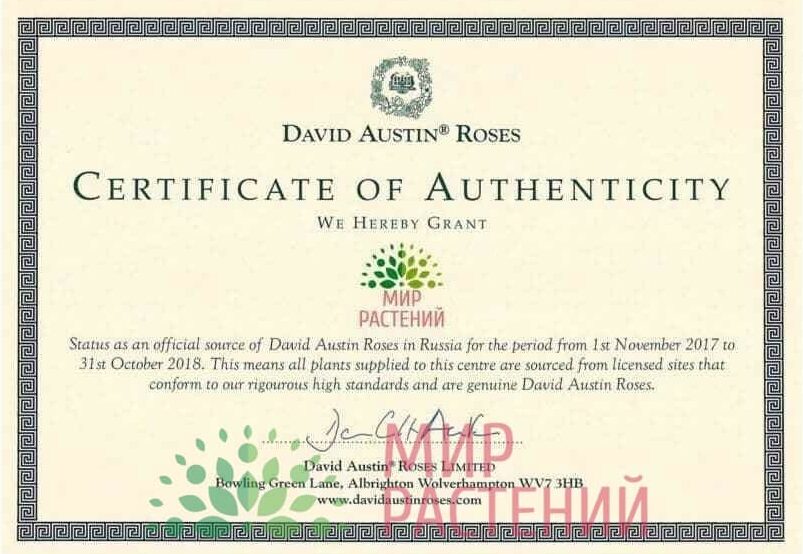 Сертификат David Austin