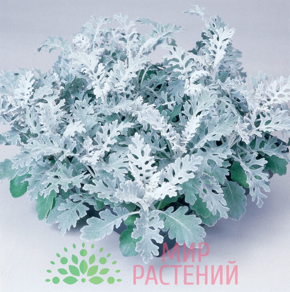 Серебристый цветок. Цинерария Приморская (Senecio cineraria). Цинерария Приморская cineraria maritima. Цинерария Приморская сильвердаст. Цинерария морская сильвердаст.