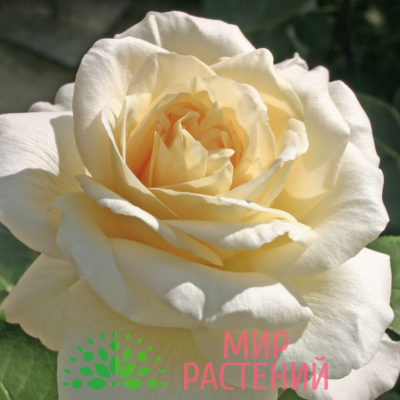 Роза чайно-гибридная La Perla. Ла Перла. Кордес.1