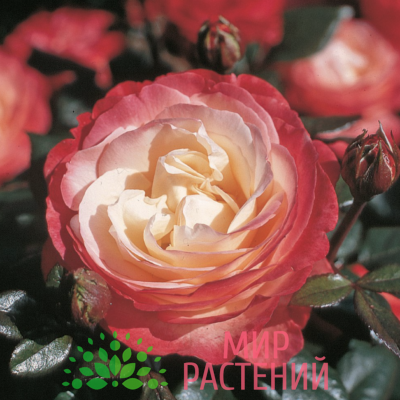 Роза чайно-гибридная Nostalgie. Ностальжи. Кордес.1