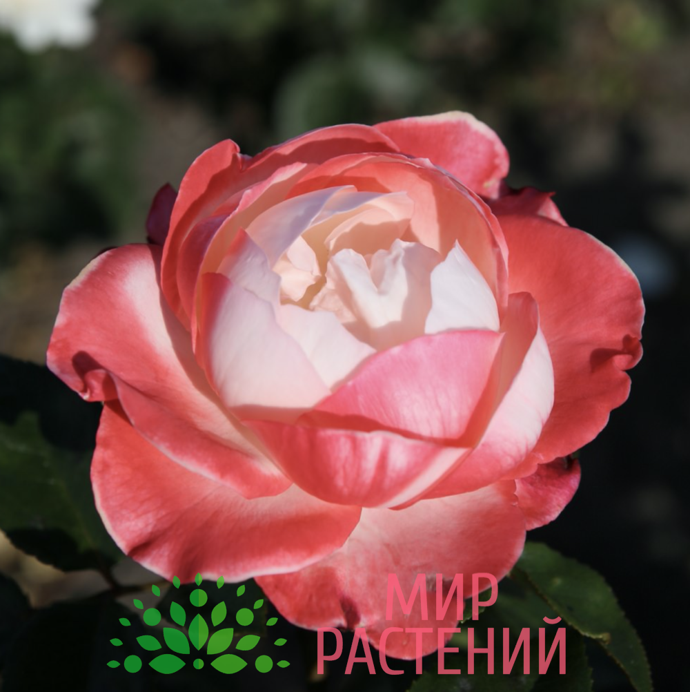 Роза чайно-гибридная Nostalgie. Ностальжи. Кордес.3