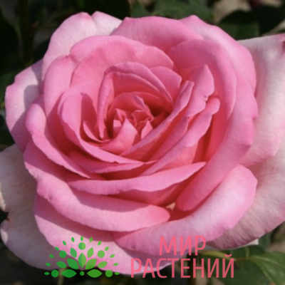 Роза чайно-гибридная Sweet Parole. Свит Пароль. Кордес.1