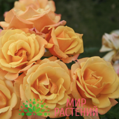 Роза флорибунда Lusatia. Лусатия. Кордес.1