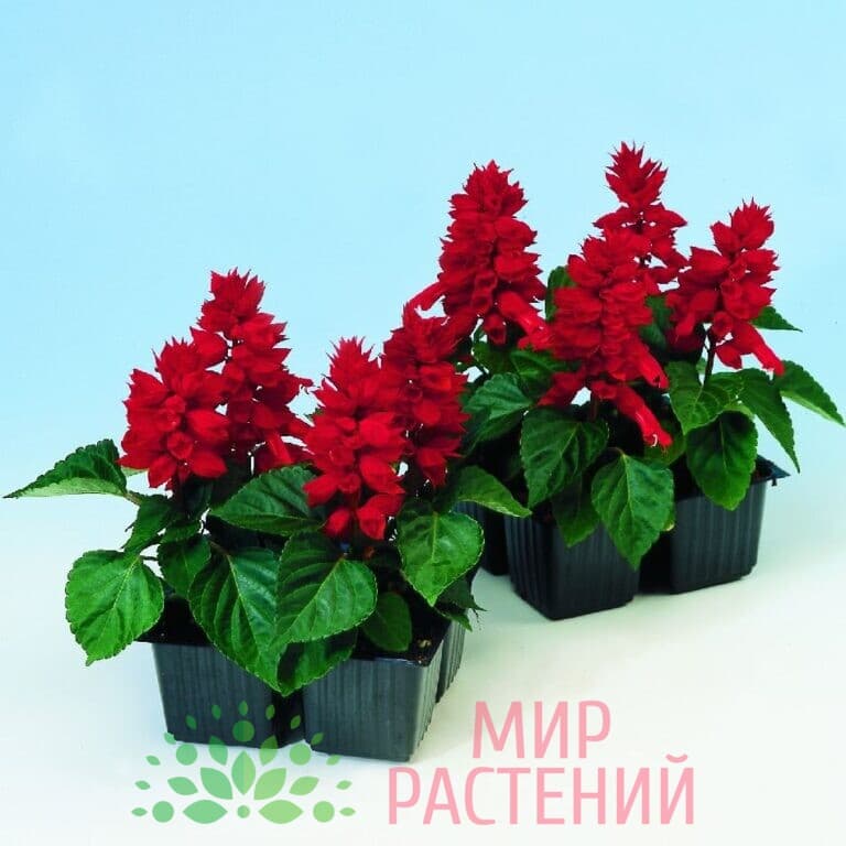 Как выглядят цветы сальвия