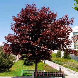 Клён остролистный Роял Ред (Royal Red)