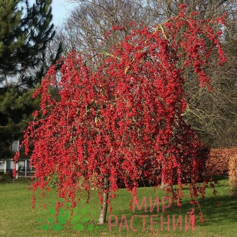 Яблоня декоративная Ред сентинел (Red Setinel)