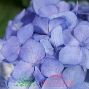 Гортензия крупнолистная Блумстар Блу (Bloomstar Blue)