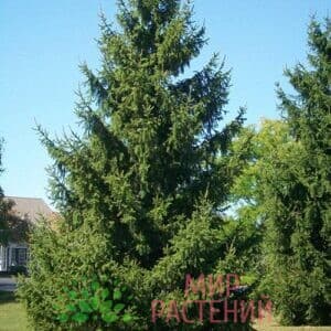 Ель обыкновенная (abies)