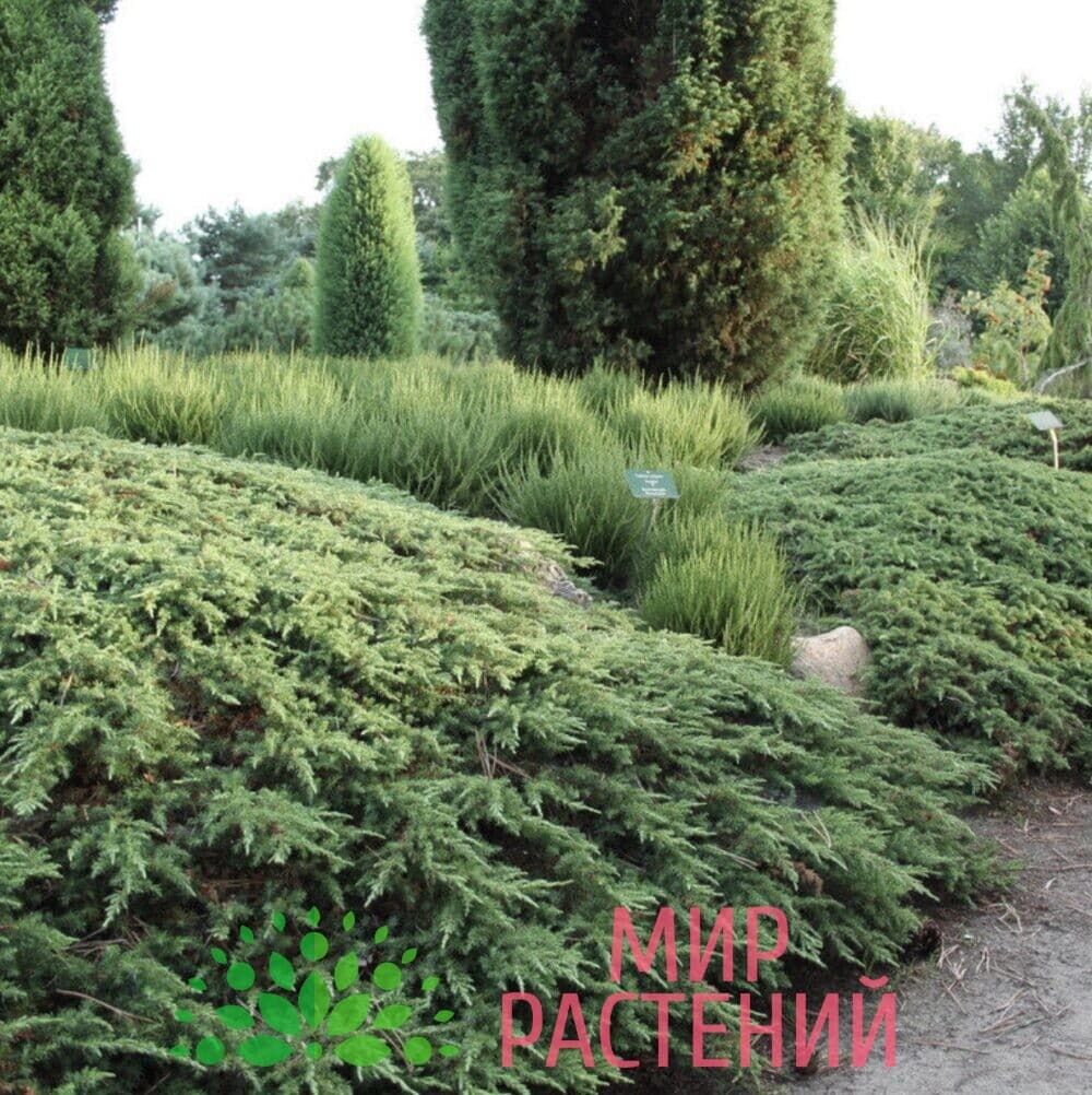 Можжевельник обыкновенный Грин Карпет (Green Carpet)3