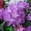 Рододендрон Пурпуреум Грандифлорум (Purpureum Grandiflorum)