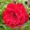роза raspberry