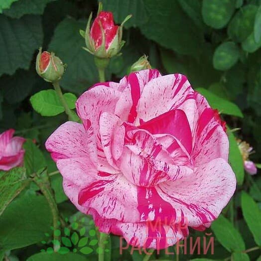 роза versicolor