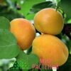 абрикос жигулевский сувенир