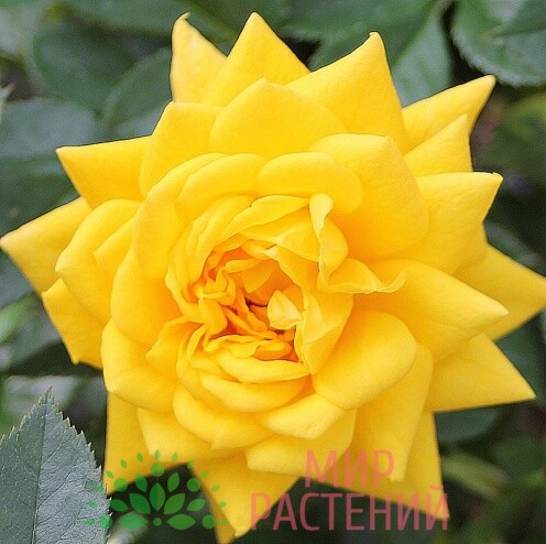 goldjuwel роза