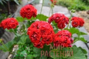 Пеларгония Rosebud Red