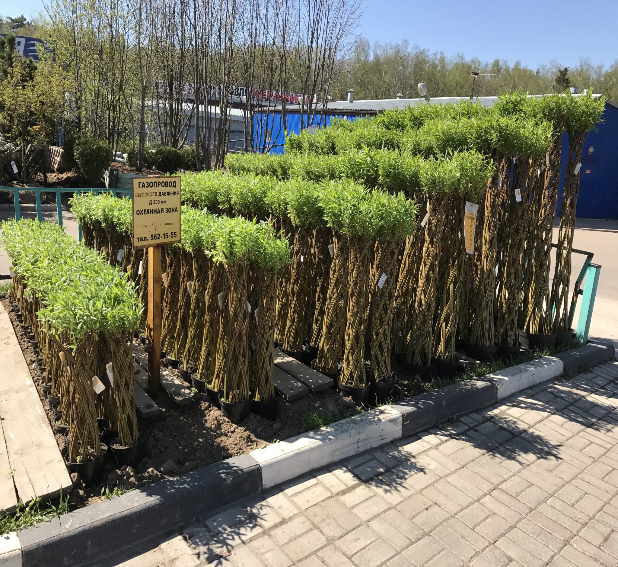 Ива плетеная датские корни