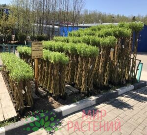 Ива датские корни