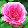 роза баронессе