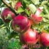 яблоня беркутовское