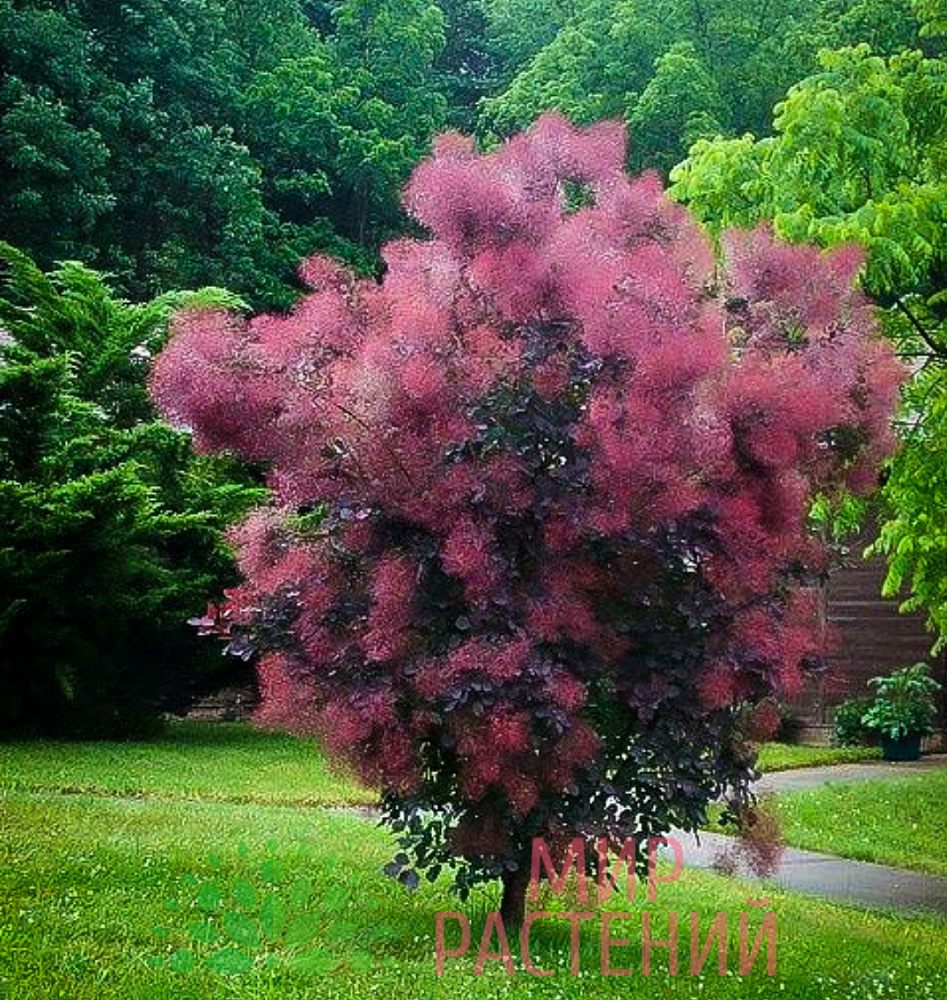 Скумпия кожевенная Роял Пёрпл (Royal Purple) - Питомник саженцев и сортовых  растений Мир растений