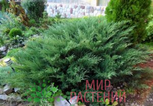 Можжевельник казацкий Глаука