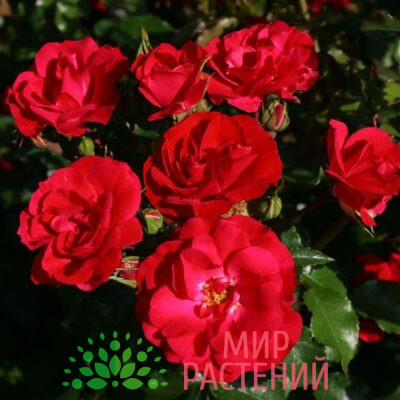 Роза флорибунда Rotilia