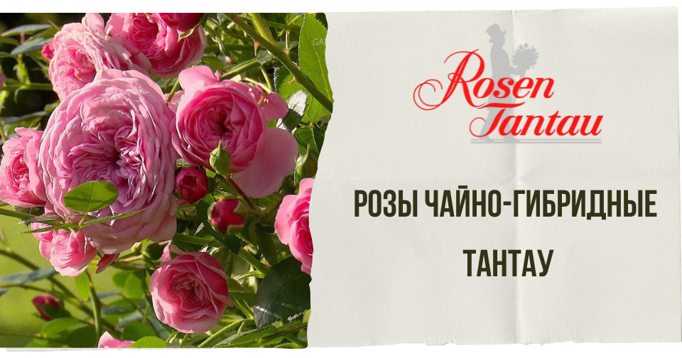 Розы Чайно-гибридные Тантау