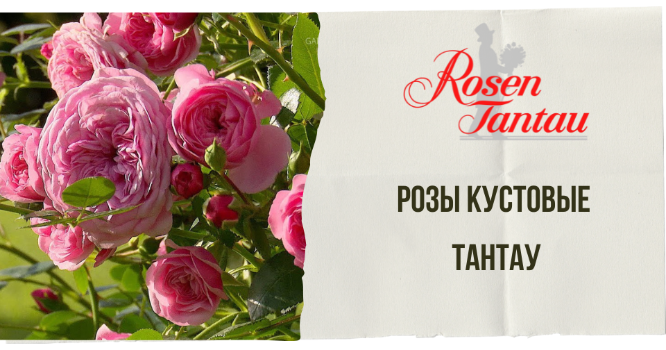 Розы Кустовые Тантау