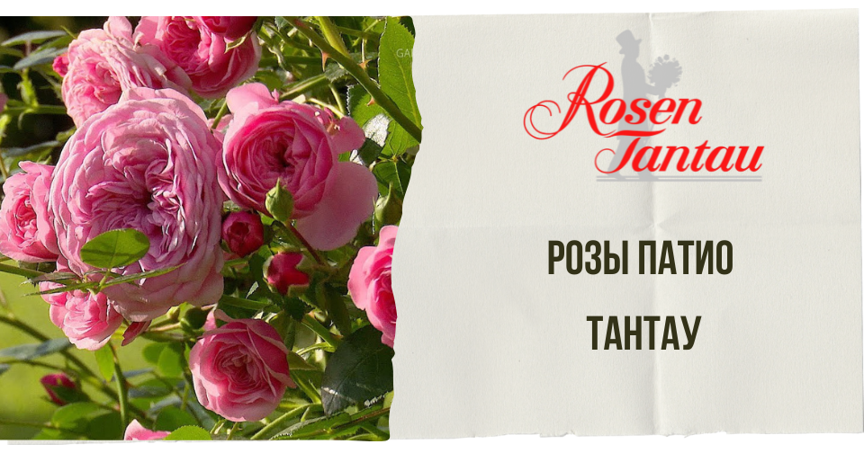 Розы Патио Тантау