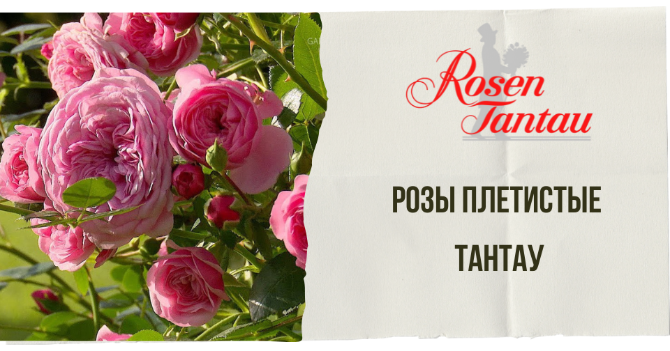 Розы Плетистые Тантау