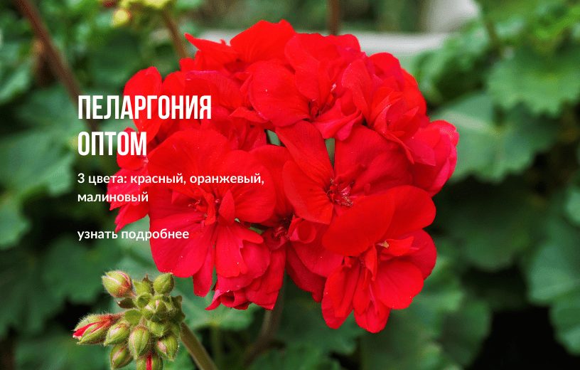 Пеларгония оптом