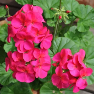 Пеларгония зональная Apache Violet (Апаче Виолет) 1