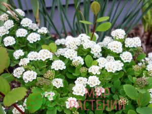 Спирея березолистная Айленд (Island)