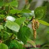 Береза пушистая (Betula pubescens) 2