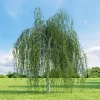 Берёза повислая (Betula pendula)
