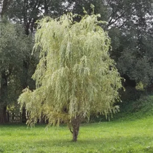 Ива белая Вителлина (Salix alba Vitellina) 3