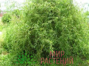 Ива Матсудана (Salix matsudana)