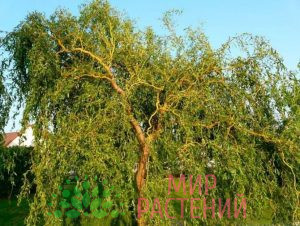 Ива Матсудана Тортуоза (Tortuosa)